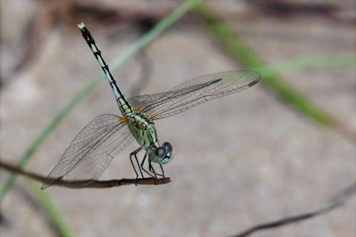 Diplacodes trivialis